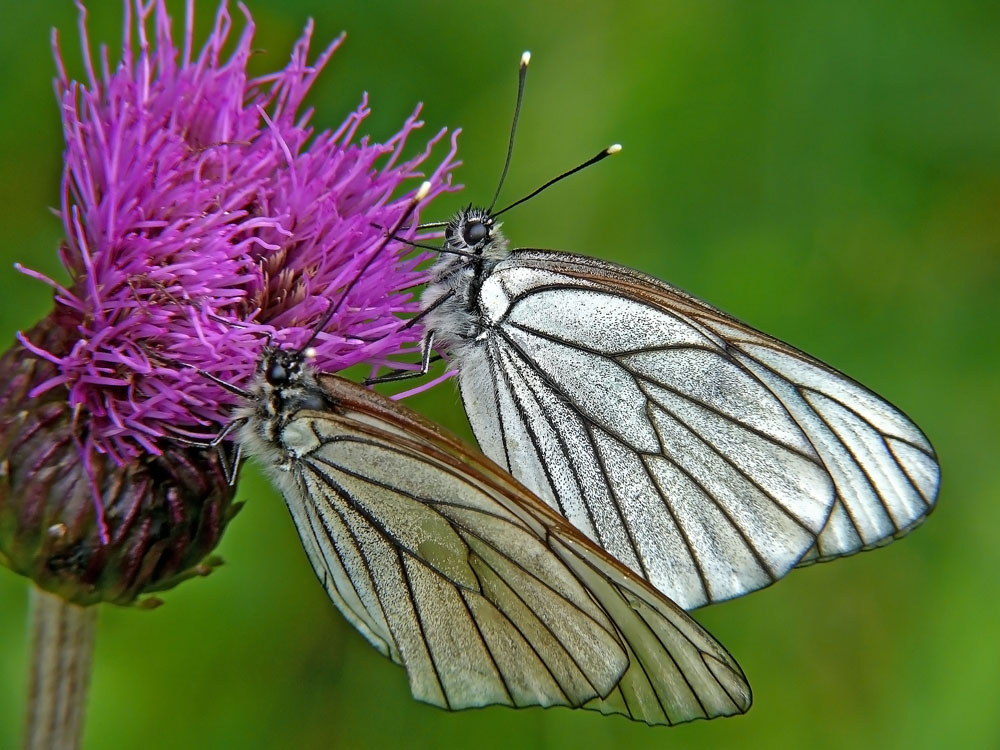 Боярышница фото. Боярышница (Aporia crataegi). Бабочка Белянка боярышница. Белянка боярышница. Бабочка боярышница яйца.