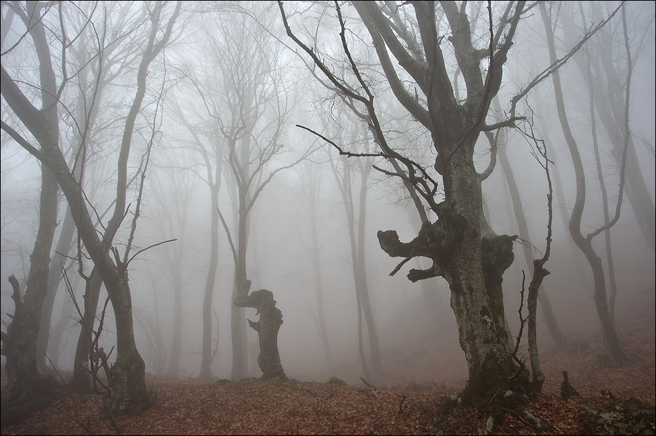 Кода лес. Крымский лес туман. Фотоистория туманной станции.