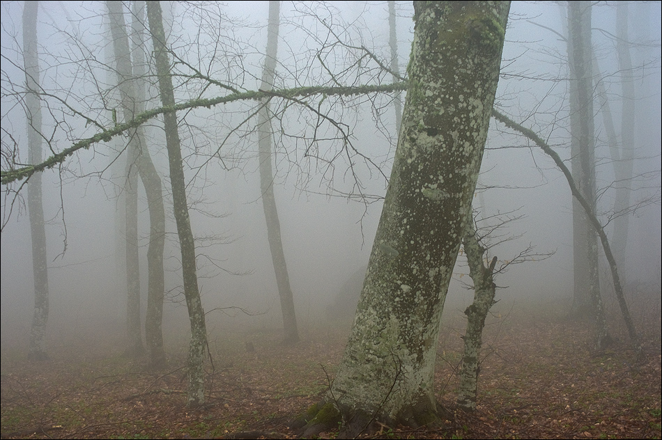 Кода лес. Крымский лес туман. Сусанинский лес Крым. Любительского фото Крымского леса туманного.