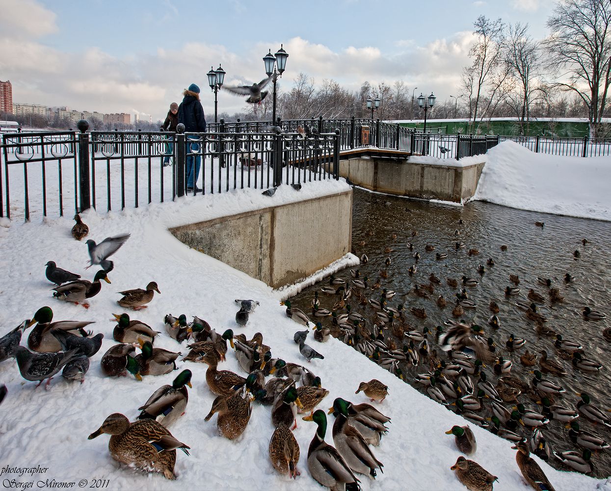 Утки зимой в москве