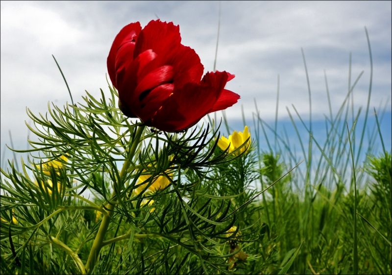 Дикий пион фото желтый