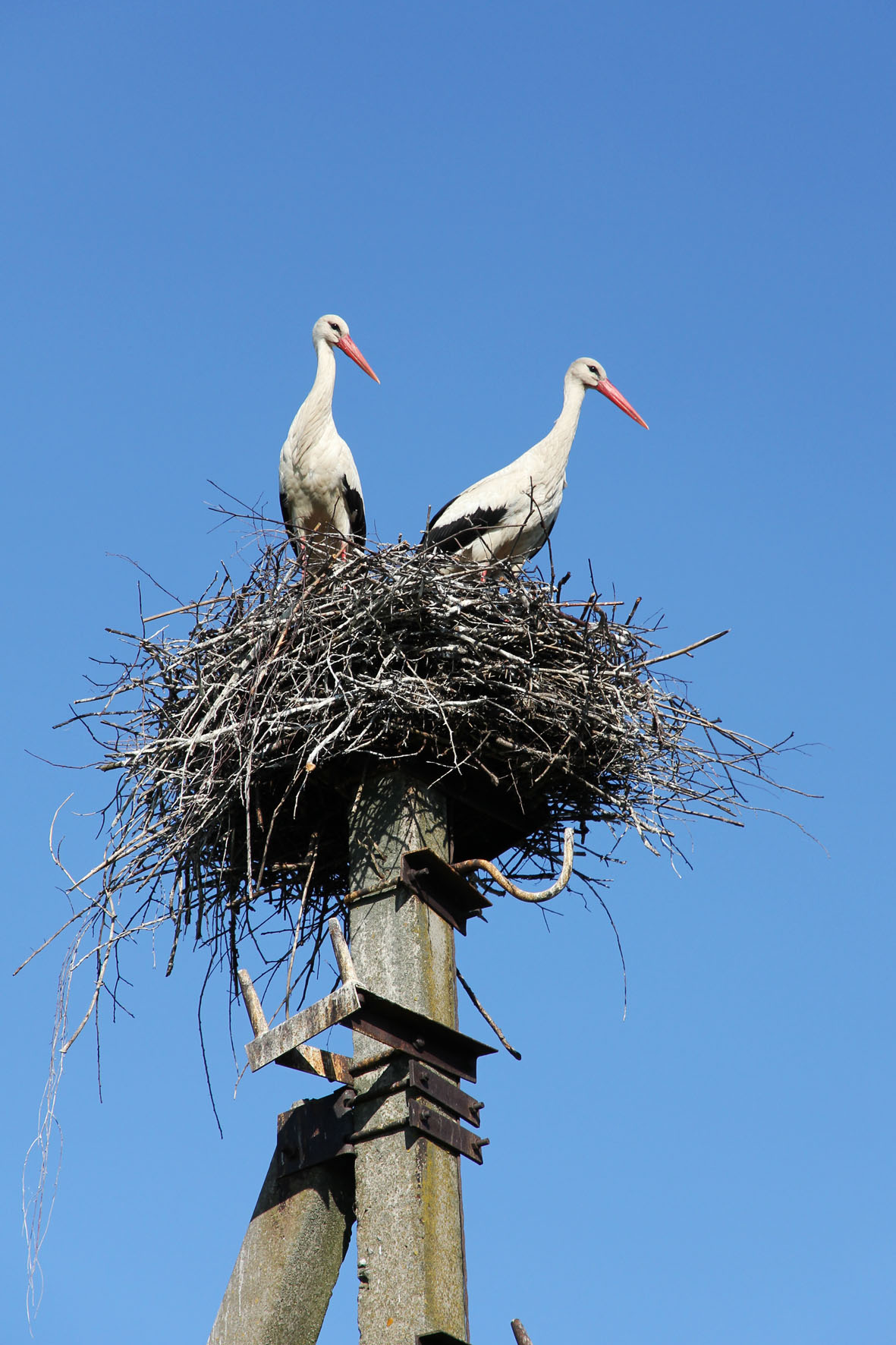 Гнездо птицы аиста