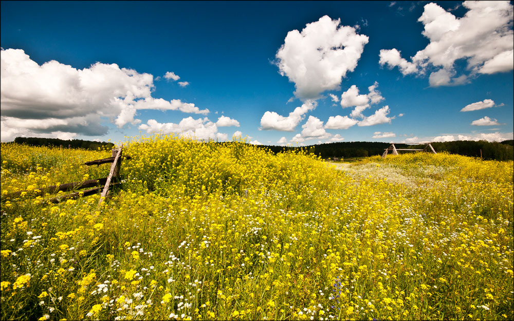 Фото июнь в деревне