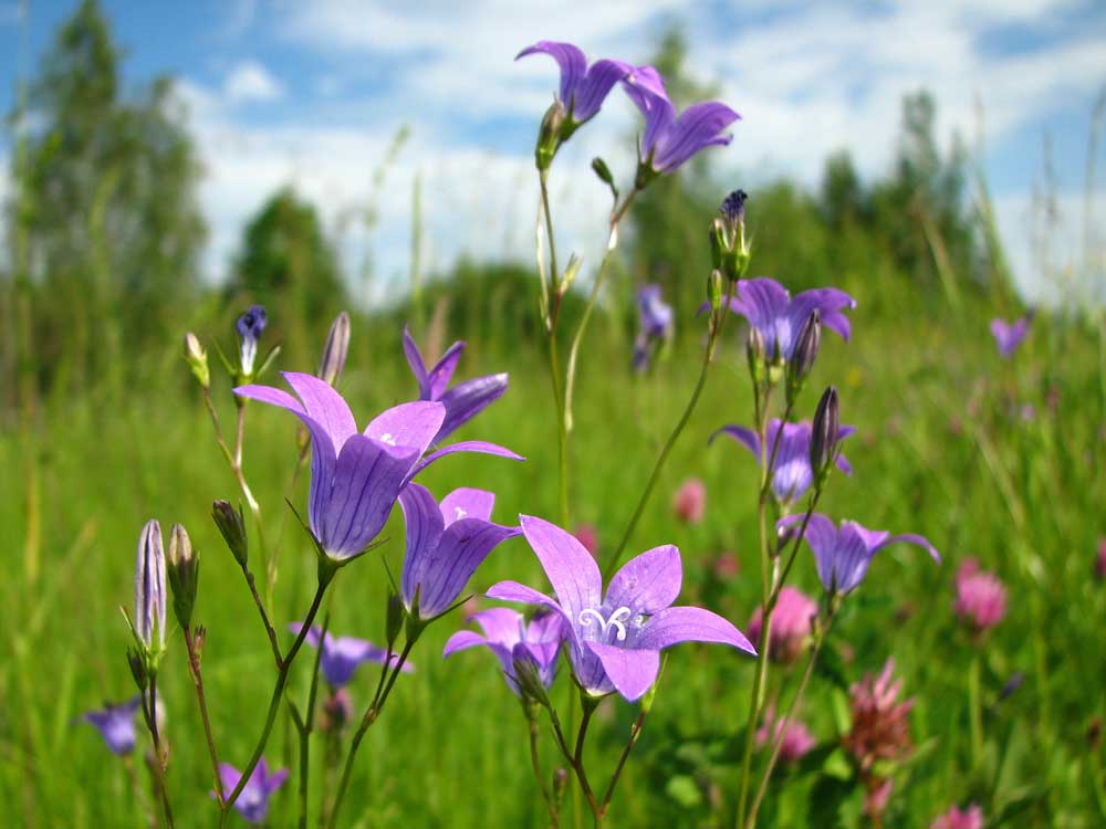 Луговые цветы беларуси фото и названия