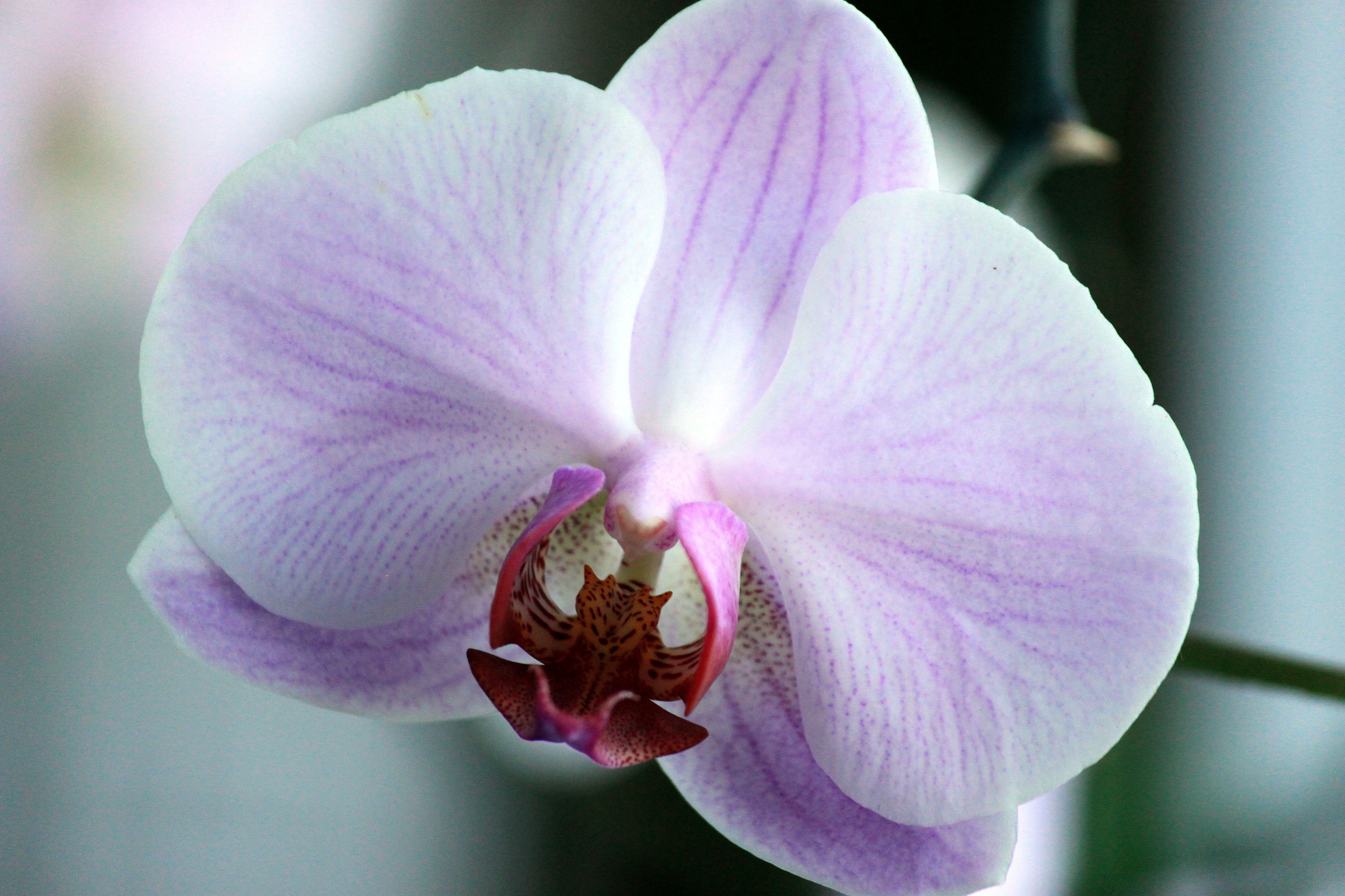 Орхидея фаленопсис феррара фото