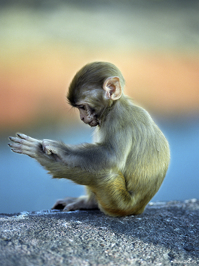 Фото приколы с обезьянами и надписями