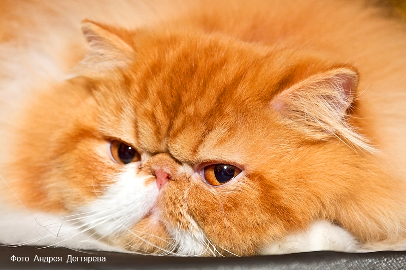 Рыжая персидская кошка фото