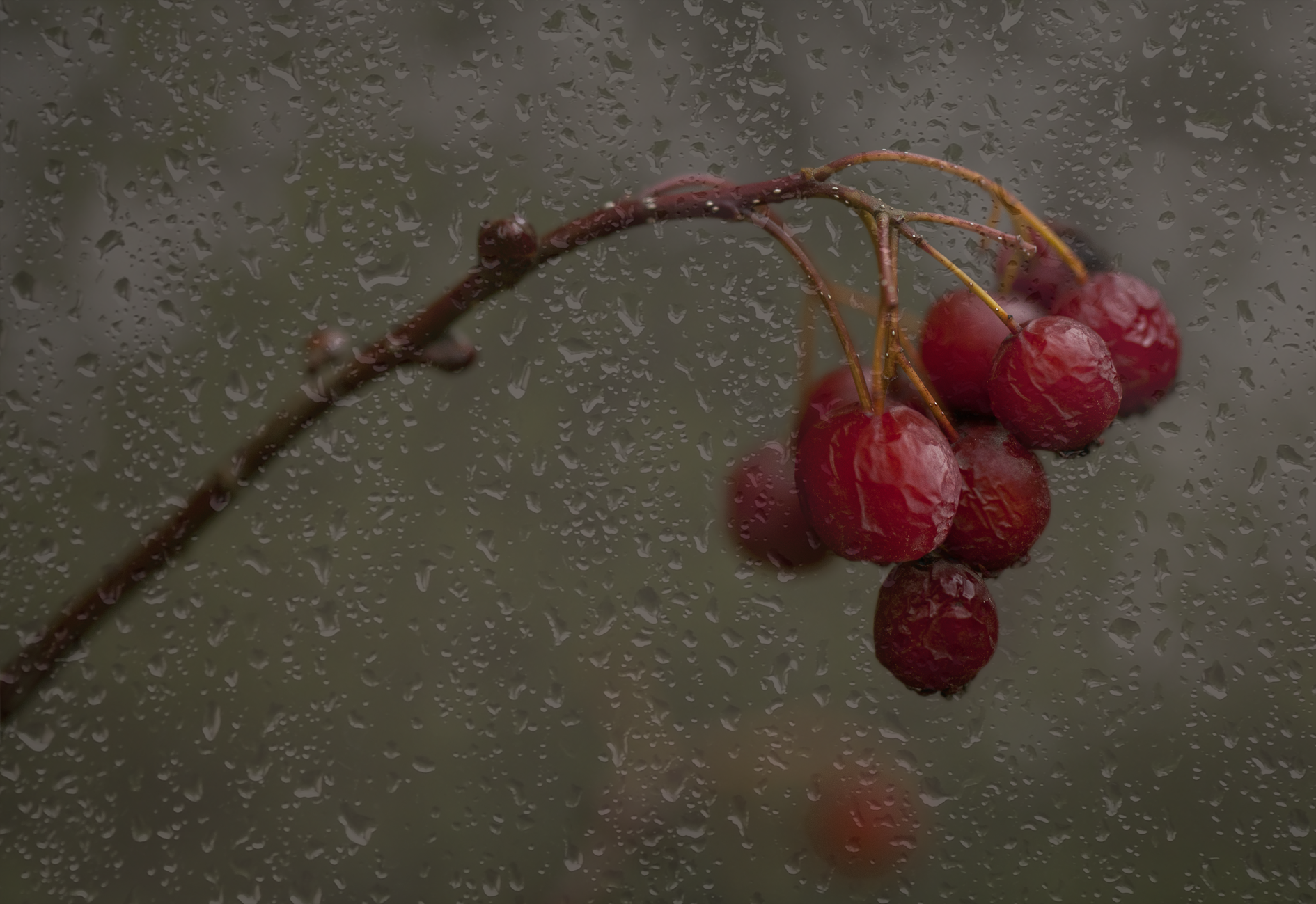 Rain berry. Осень рябина дождь. Рябина под дождем. Рябина в Дожде. Ягодный дождь.