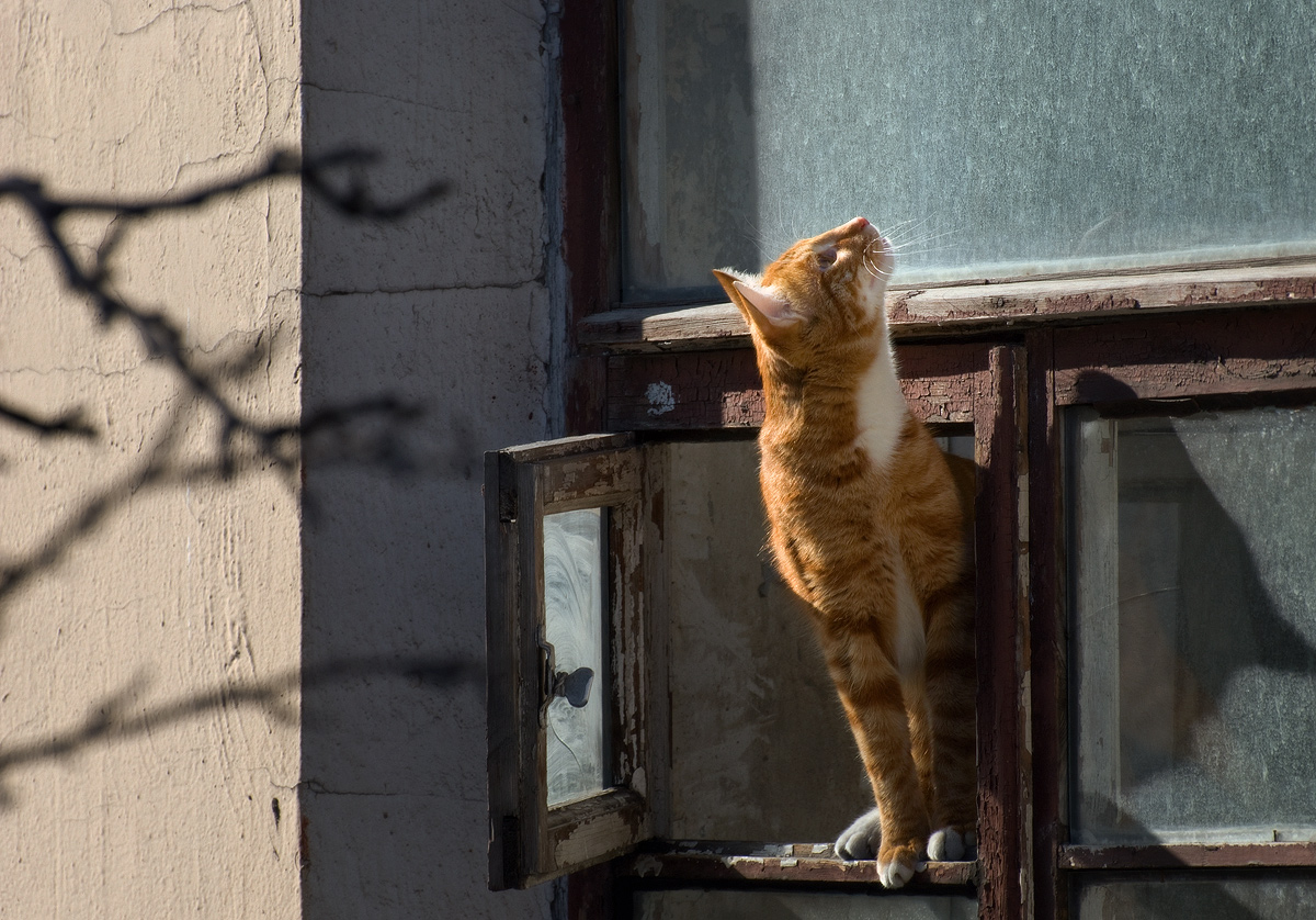 Крик мартовского кота. Коты весной. Мартовские котики. Мартовский кот на окне.