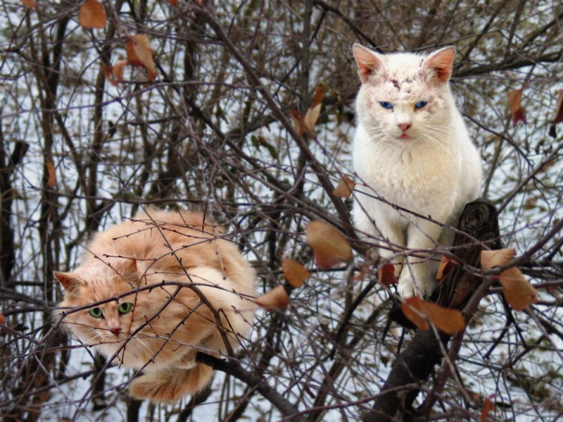 Коты прилетели фото