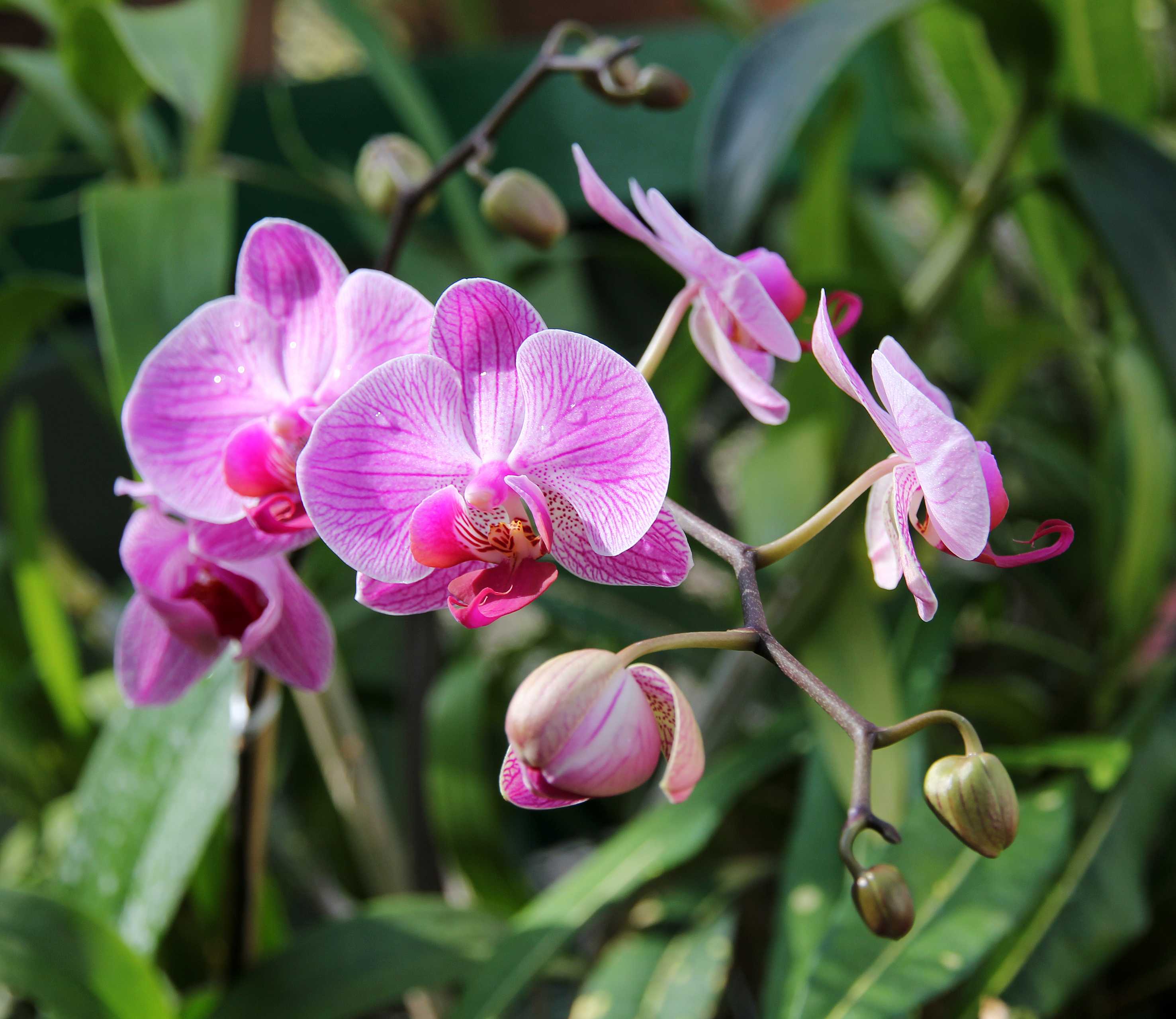 Растения шри ланки. Орхидея Шри Ланка. Цветы Шри Ланки. Аралия Шри Ланка цветы.