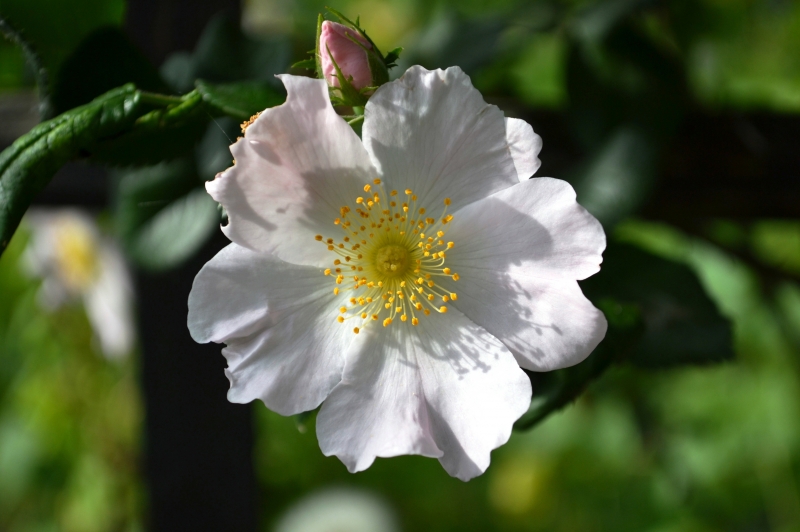 Rosaceae.