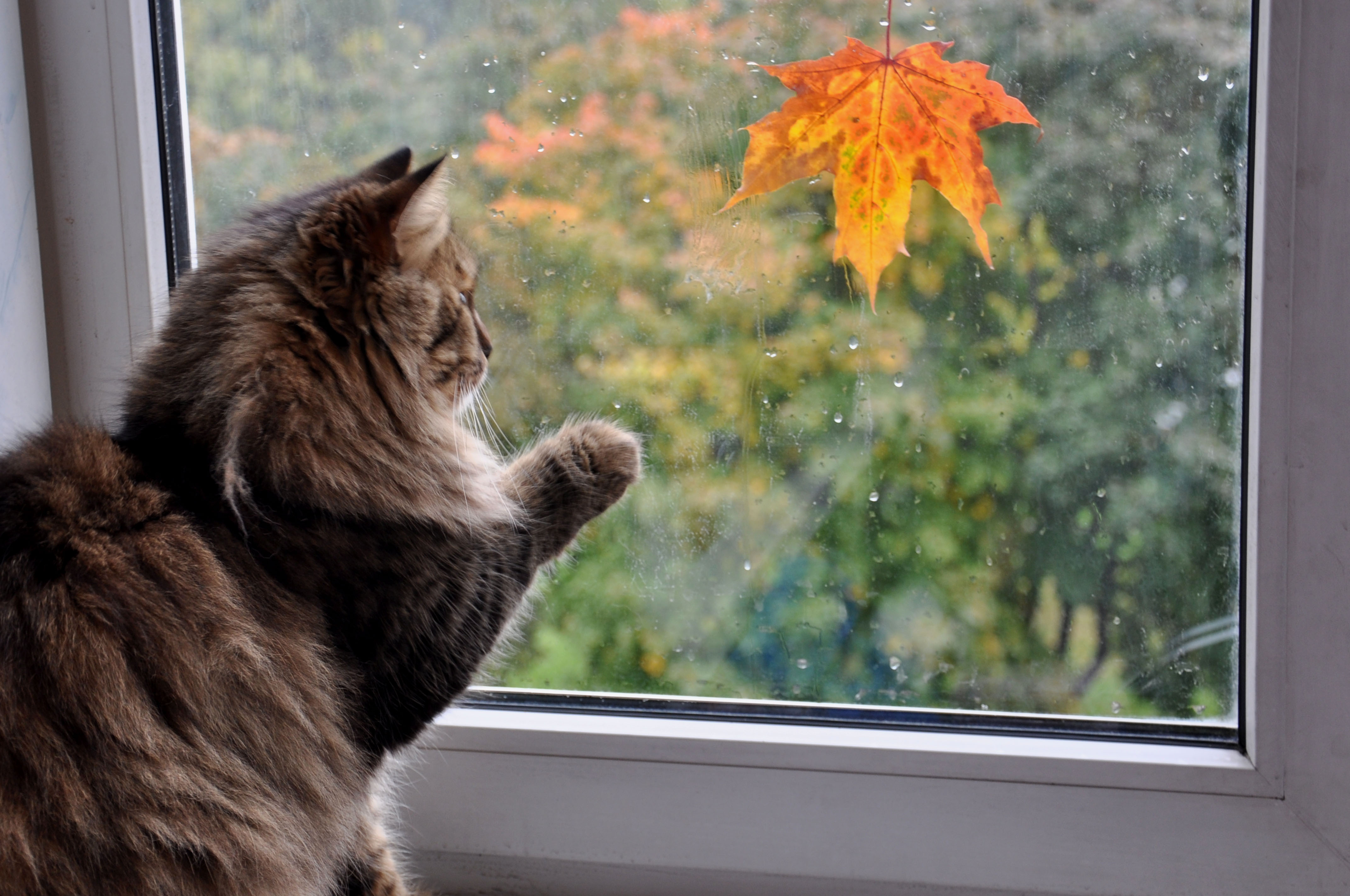 Осень кот на окошке