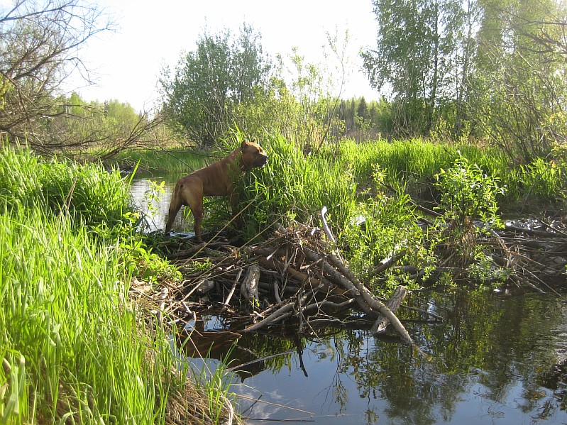 Владимир буй фото