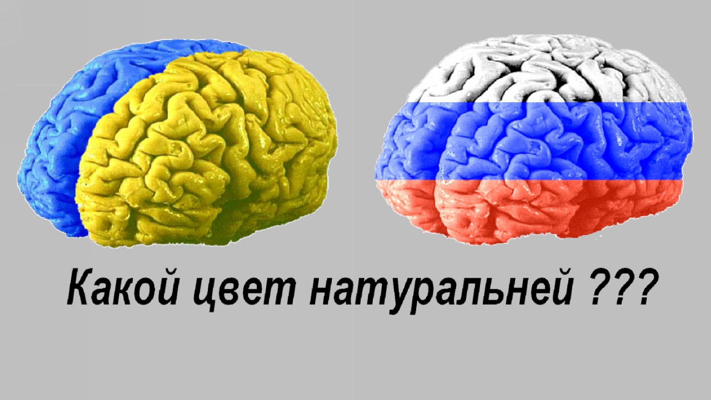 Какого цвета мозг у человека