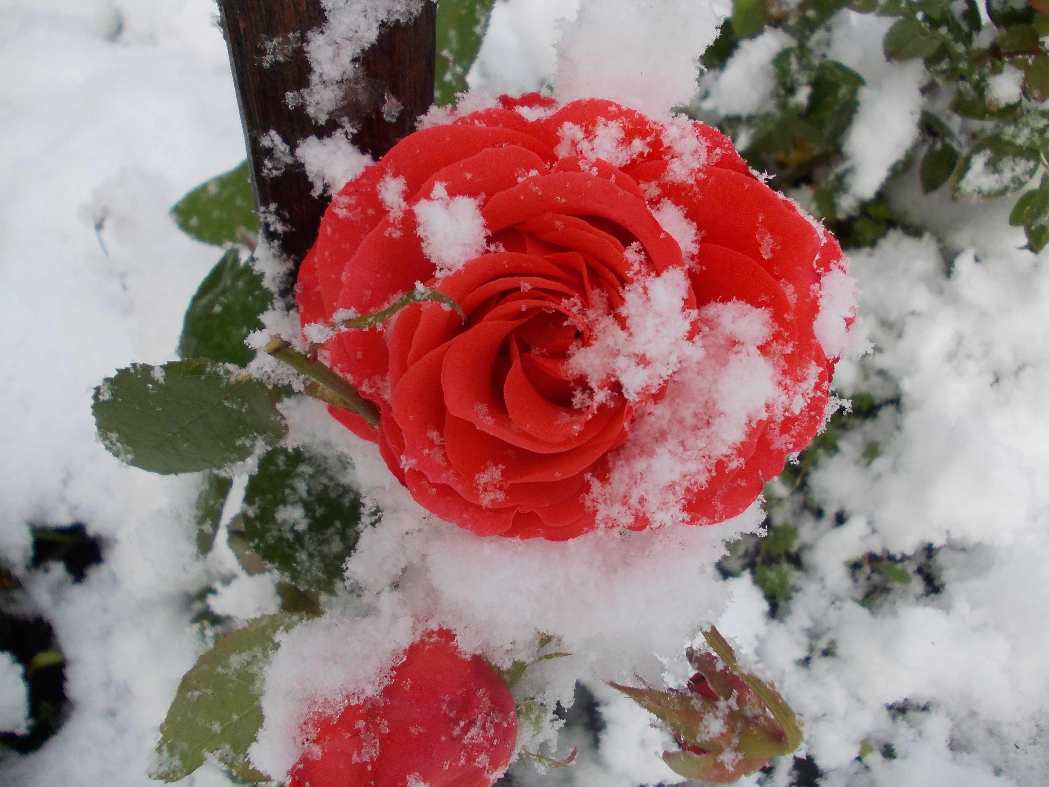 Розы снег красиво. Розы на снегу. Зимние цветы. Шикарные розы и снег.