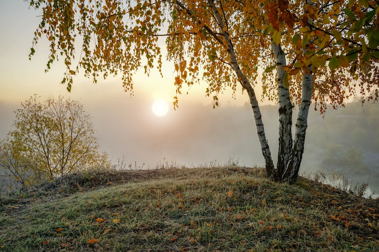 Неброской русской природы. Береза осенью. Береза на пригорке. Береза ранней осенью.