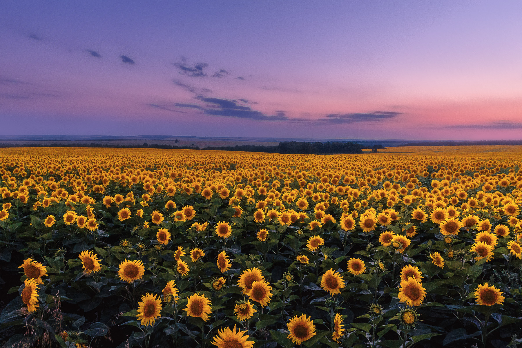 Поле с подсолнухами фото