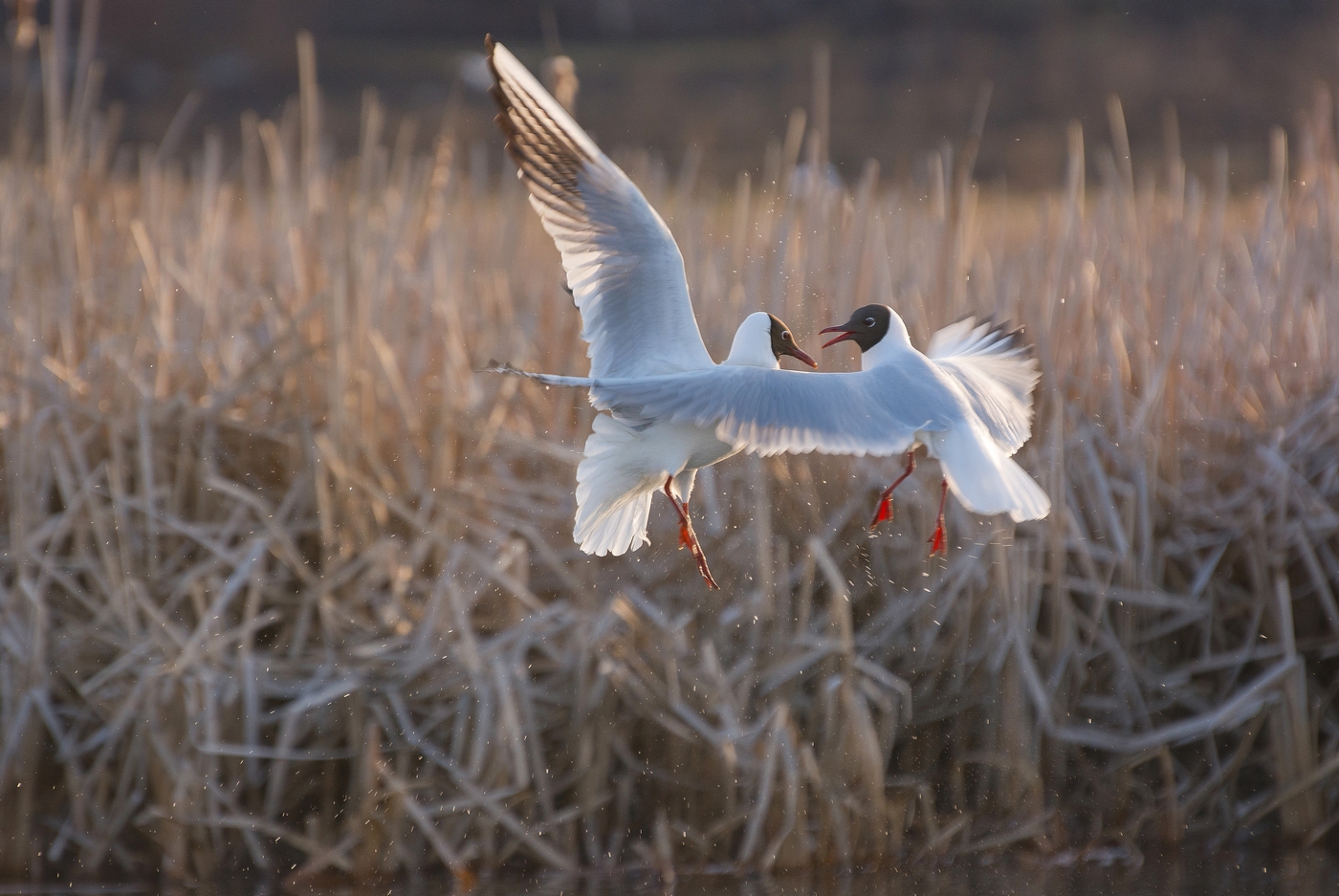 Танец чайки. Весенний танец. The Dance of the Seagull.