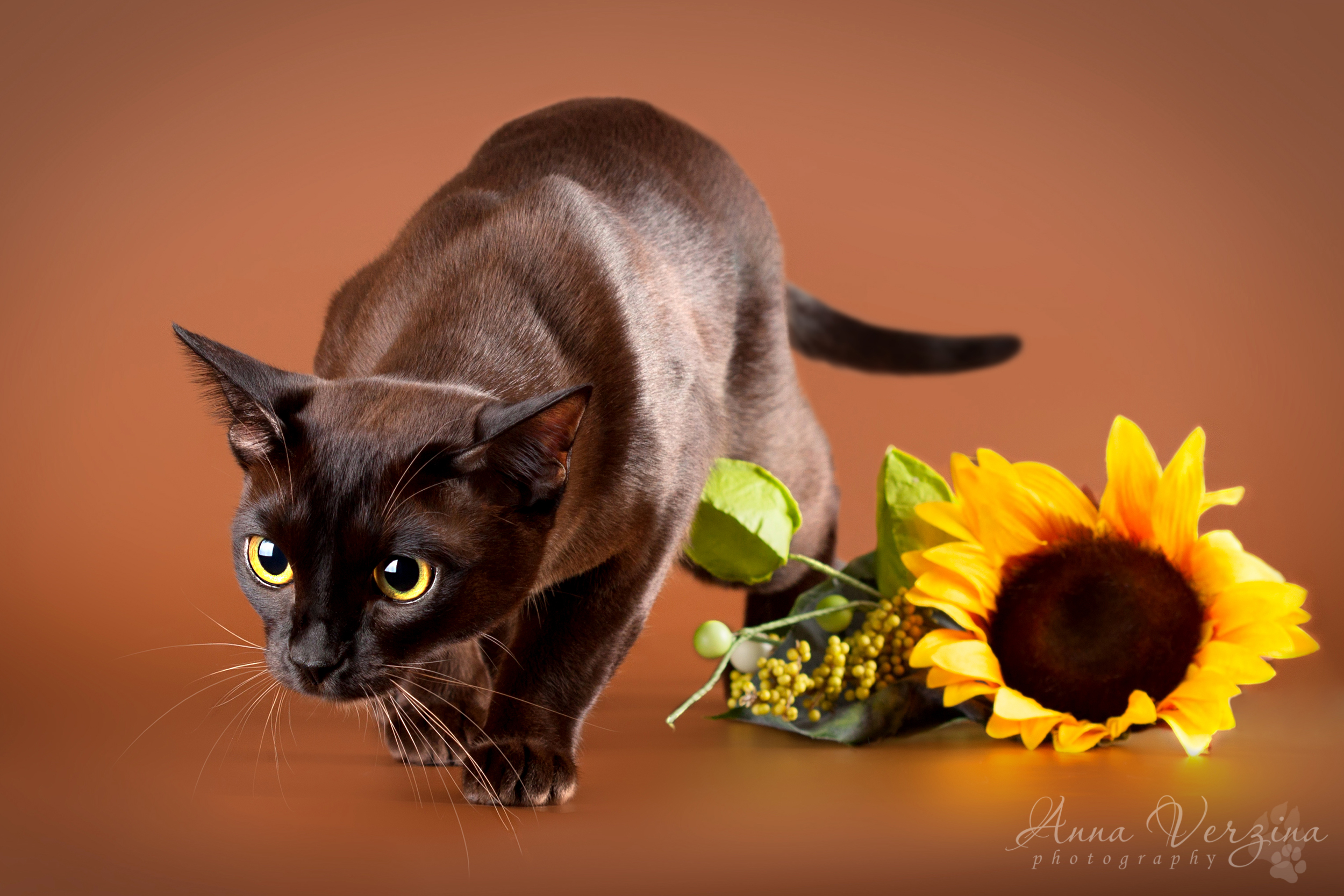 Бурманская кошка шоколадная. Европейская Бурма кошка. Бурманская порода кошек. Шоколадная Бурманская кошка. Европейская Бурма котята.