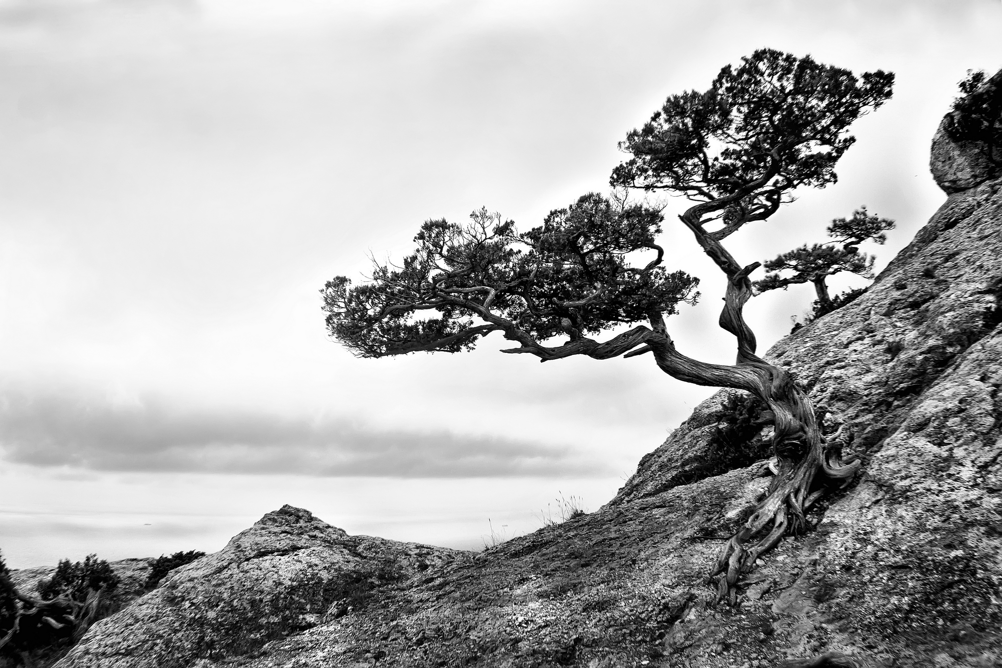 Дерево растущее на скале