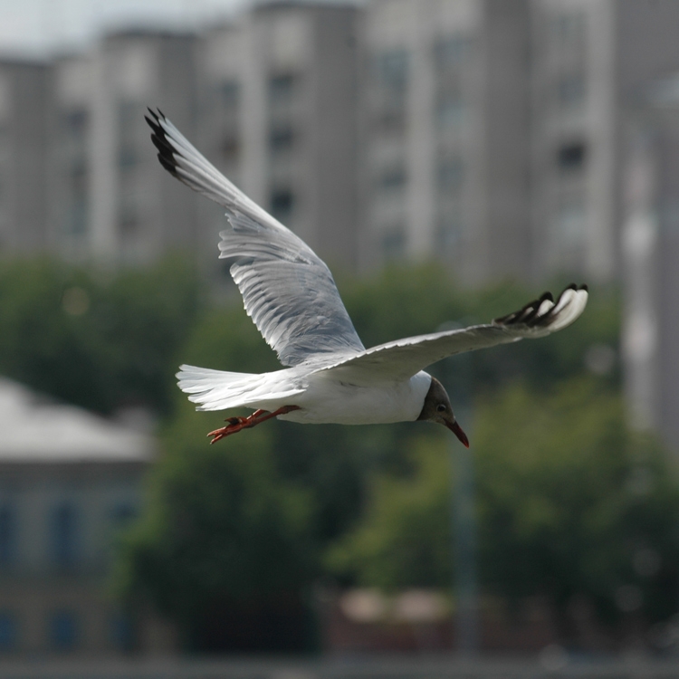 Чайки живущие в городе. Чайки в городе. Чайка Москва. Чайки в городе Брянск. Чайки в городе Днепропетровск.