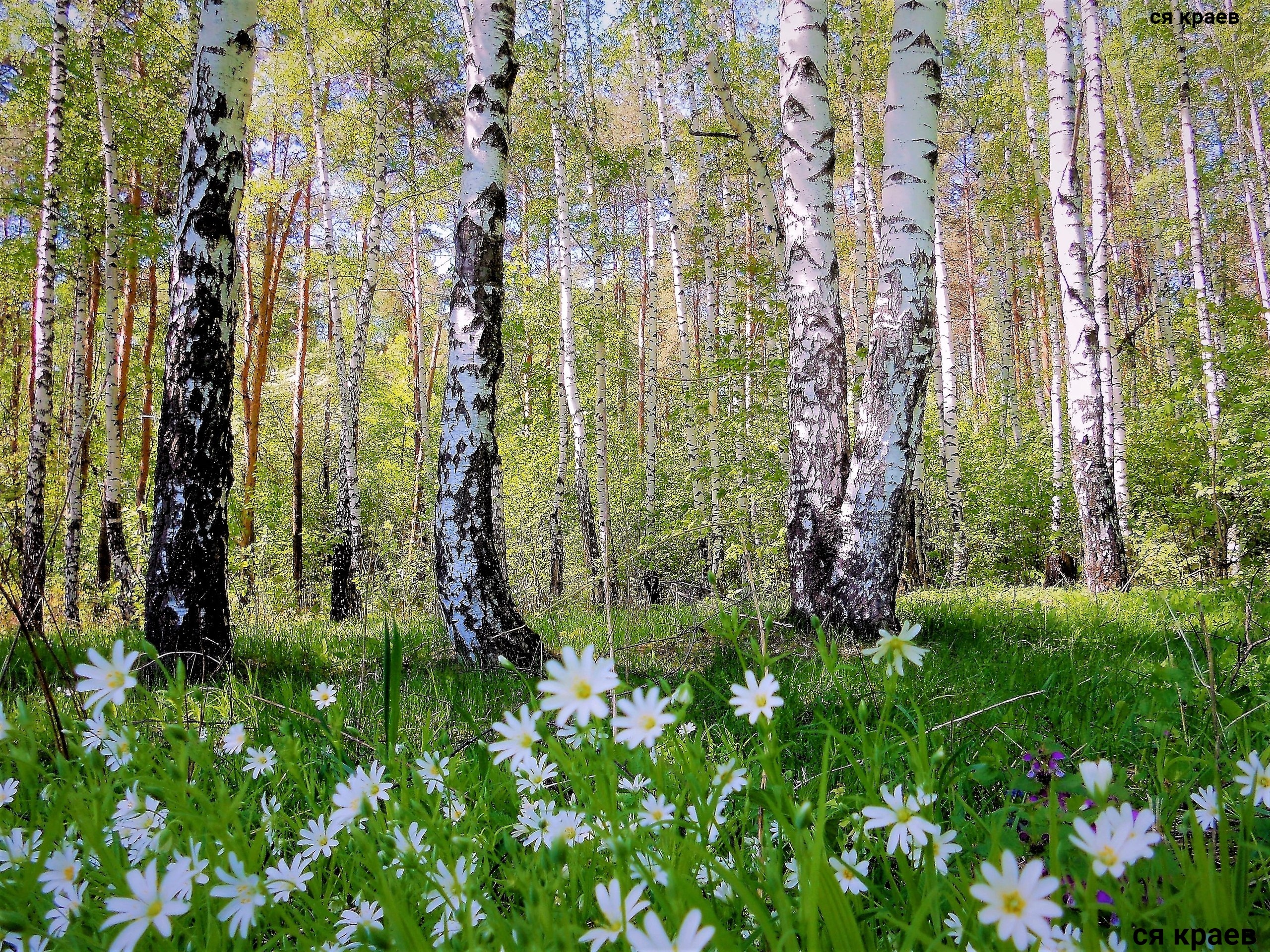 Березки ромашки. Природа России весной.